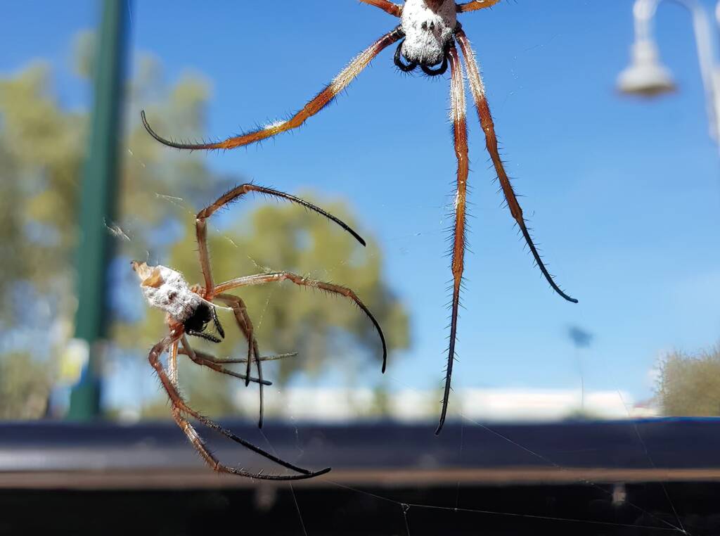 Moulting female Australian Golden Orb Weaver Spider (Trichonephila edulis), Alice Springs NT