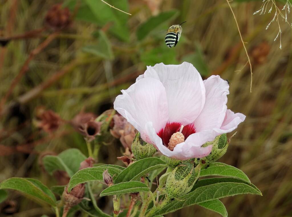 Amegilla Bee and Low Desert Rose (Gossypium bickii) or Desert Rose, south of Alice Springs NT © Dorothy Latimer
