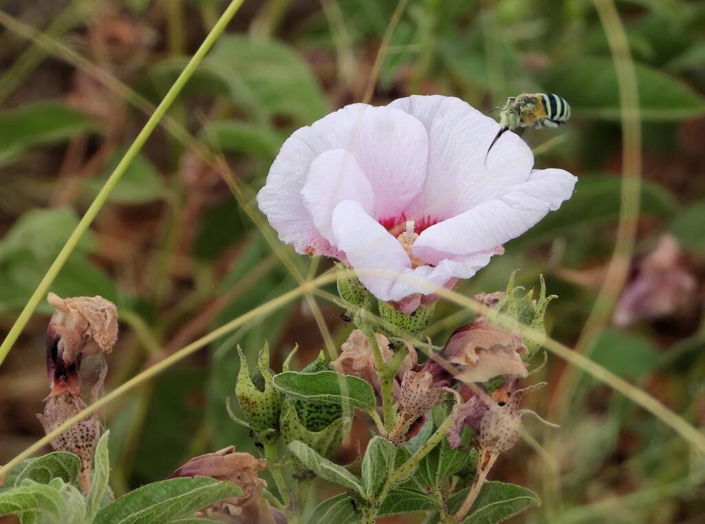 Amegilla Bee and Low Desert Rose (Gossypium bickii), south of Alice Springs NT © Dorothy Latimer
