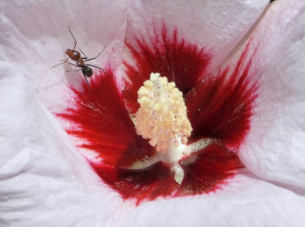 Ant and Low Desert Rose (Gossypium bickii), south of Alice Springs NT © Dorothy Latimer