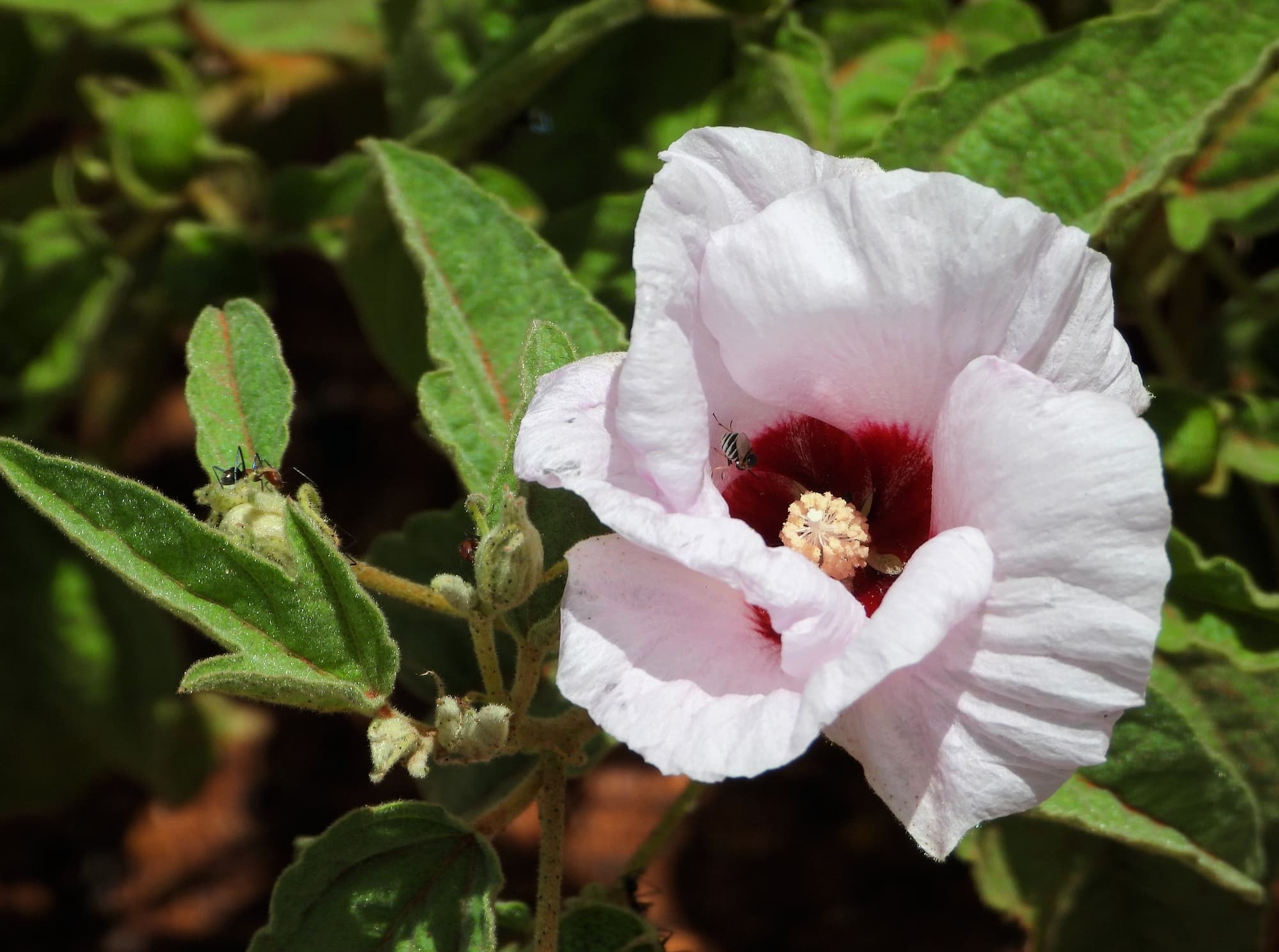 Low Desert Rose (Gossypium bickii) with insects, south of Alice Springs NT © Dorothy Latimer
