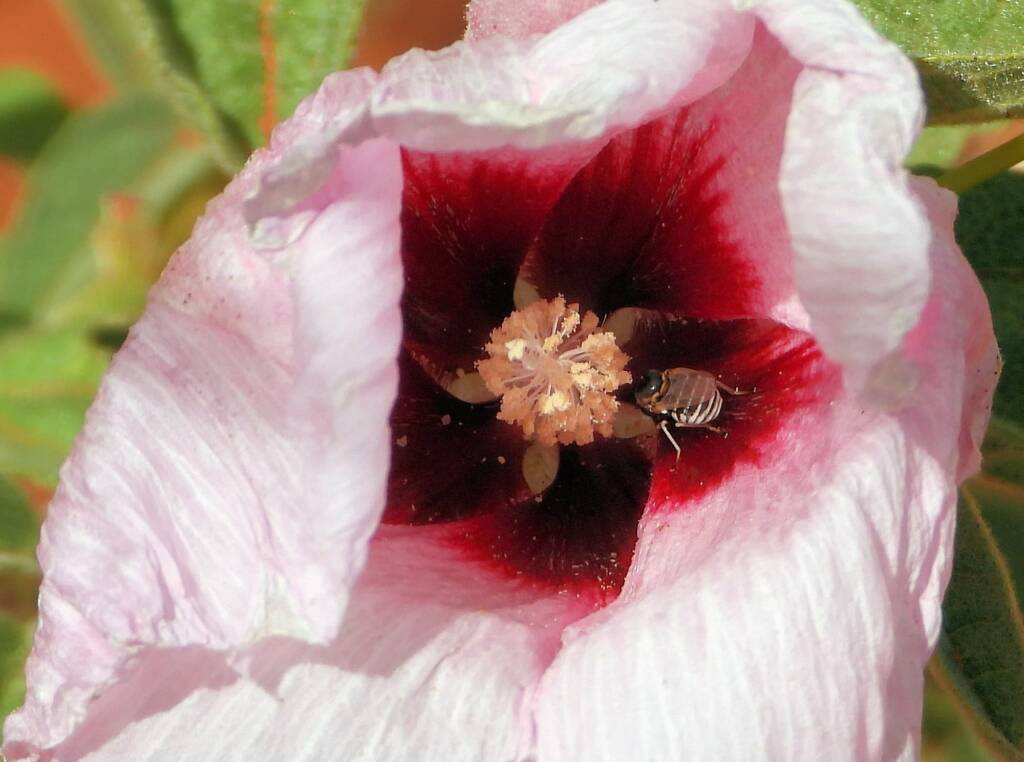 Astraliphthiria sp and Low Desert Rose (Gossypium bickii), south of Alice Springs NT © Dorothy Latimer