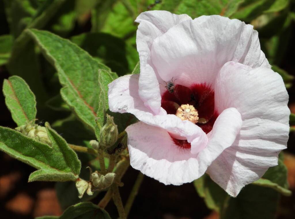 Astraliphthiria sp and Low Desert Rose (Gossypium bickii), south of Alice Springs NT © Dorothy Latimer