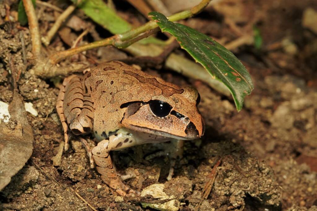 Great Barred Frog (Mixophyes fasciolatus), Springbrook QLD © Simon Begg