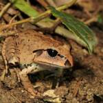 Great Barred Frog (Mixophyes fasciolatus), Springbrook QLD © Simon Begg