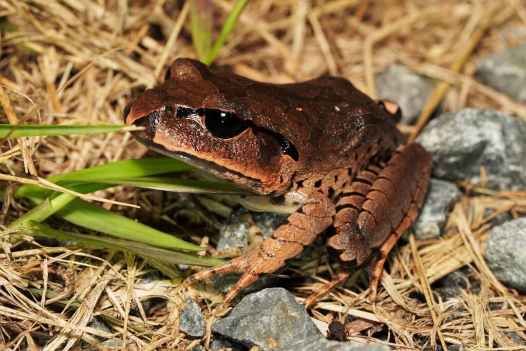 Great Barred Frog (Mixophyes fasciolatus), Springbrook QLD © Simon Begg