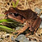 Great Barred Frog (Mixophyes fasciolatus), Springbrook QLD © Simon Begg