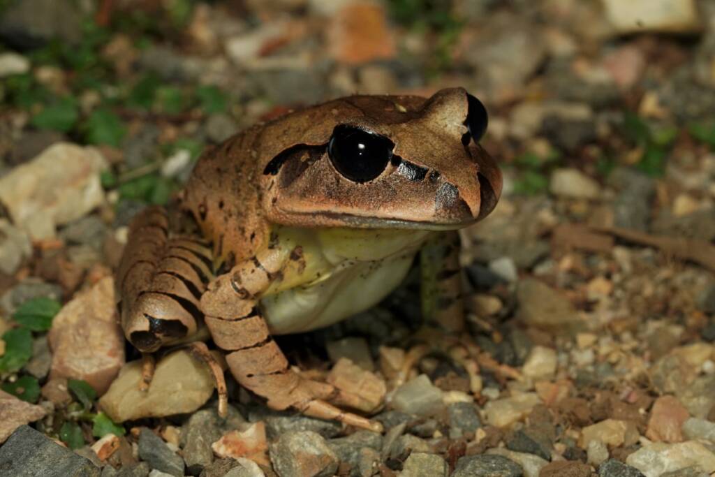 Great Barred Frog (Mixophyes fasciolatus), Springbrook QLD © Simon Begg