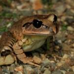 Great Barred Frog (Mixophyes fasciolatus), Springbrook QLD © Simon Begg
