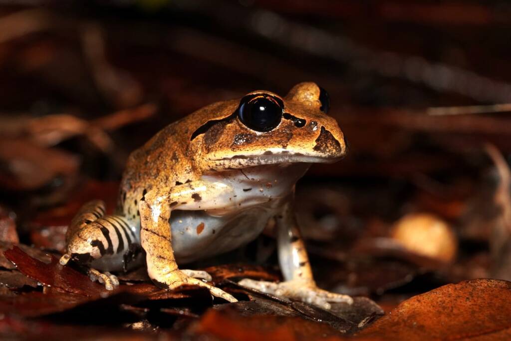 Great Barred Frog (Mixophyes fasciolatus), Springbrook QLD © Simon Begg