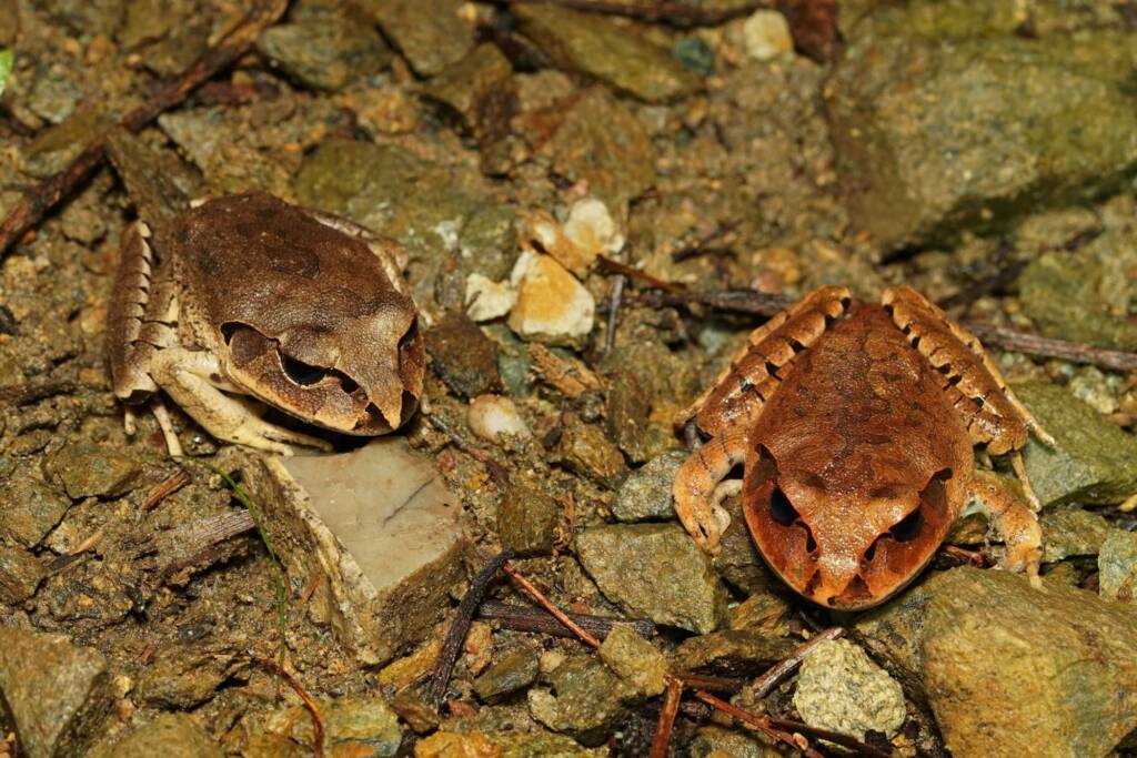 Great Barred Frog (Mixophyes fasciolatus), Springbrook QLD © Simon Begg