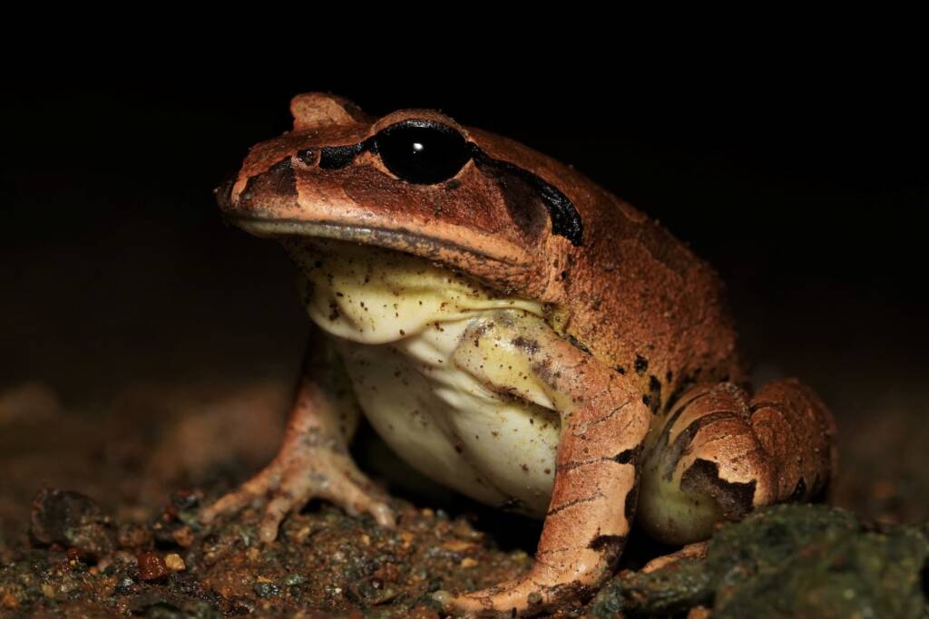 Great Barred Frog (Mixophyes fasciolatus), Springbrook QLD © Simon Begg