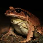 Great Barred Frog (Mixophyes fasciolatus), Springbrook QLD © Simon Begg