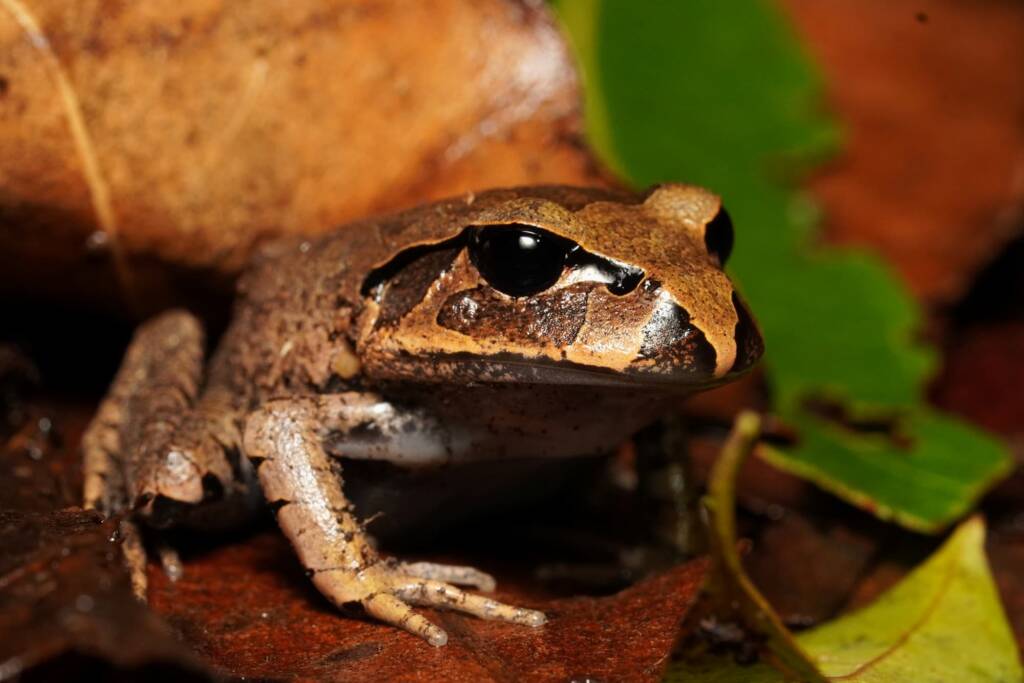 Great Barred Frog (Mixophyes fasciolatus), Springbrook QLD © Simon Begg