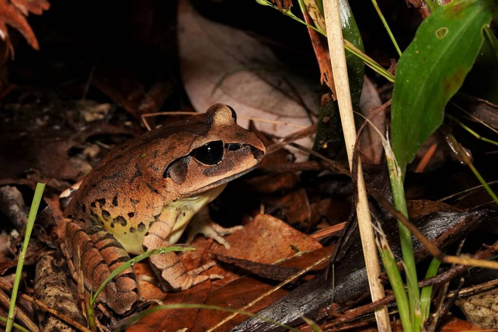 Great Barred Frog (Mixophyes fasciolatus), Springbrook QLD © Simon Begg