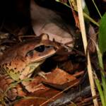 Great Barred Frog (Mixophyes fasciolatus), Springbrook QLD © Simon Begg