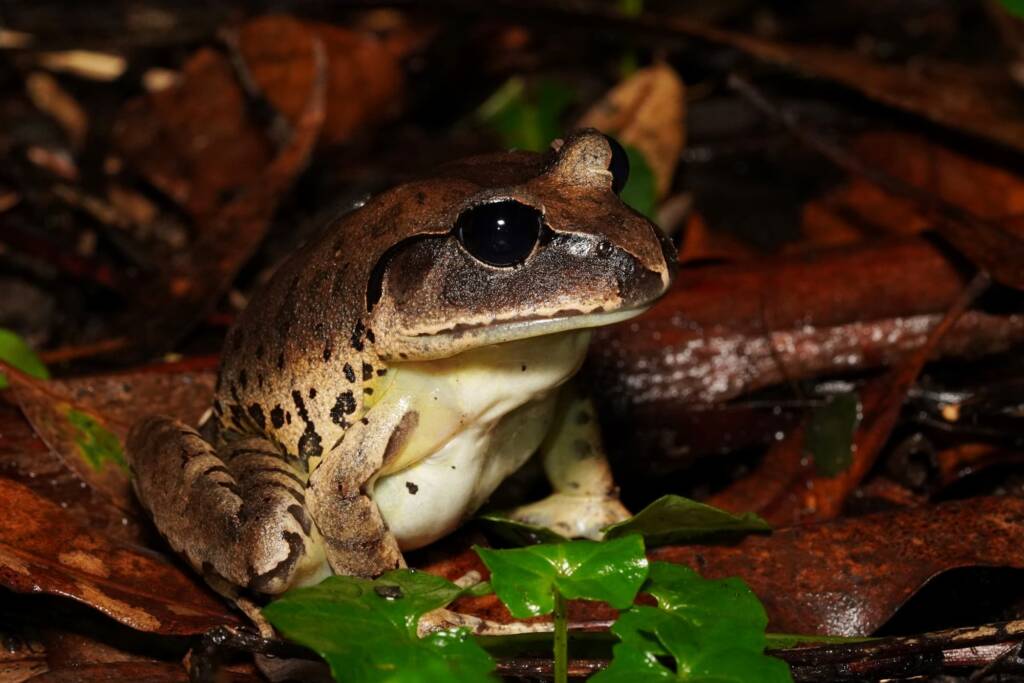 Great Barred Frog (Mixophyes fasciolatus), Springbrook QLD © Simon Begg