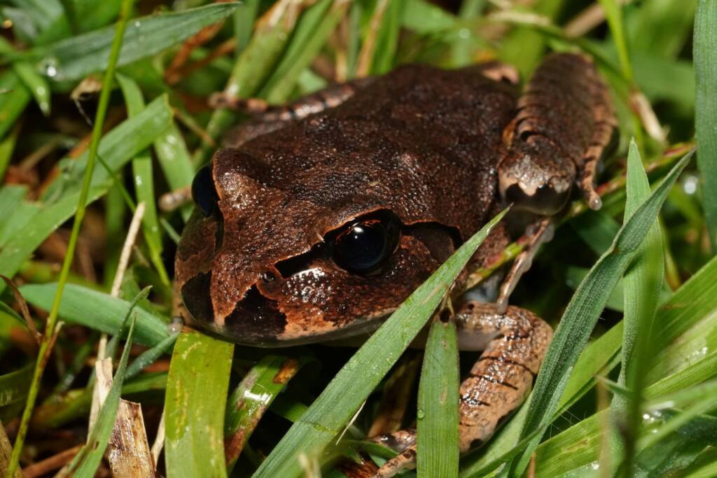 Great Barred Frog (Mixophyes fasciolatus), Springbrook QLD © Simon Begg