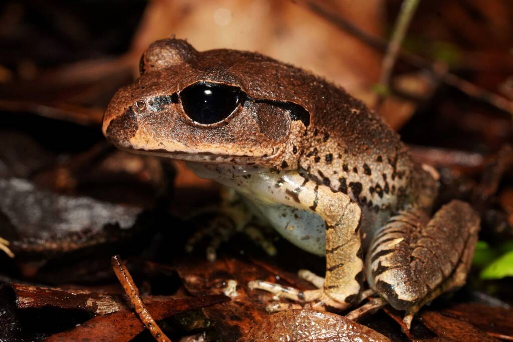 Great Barred Frog (Mixophyes fasciolatus), Springbrook QLD © Simon Begg