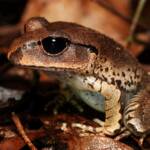 Great Barred Frog (Mixophyes fasciolatus), Springbrook QLD © Simon Begg
