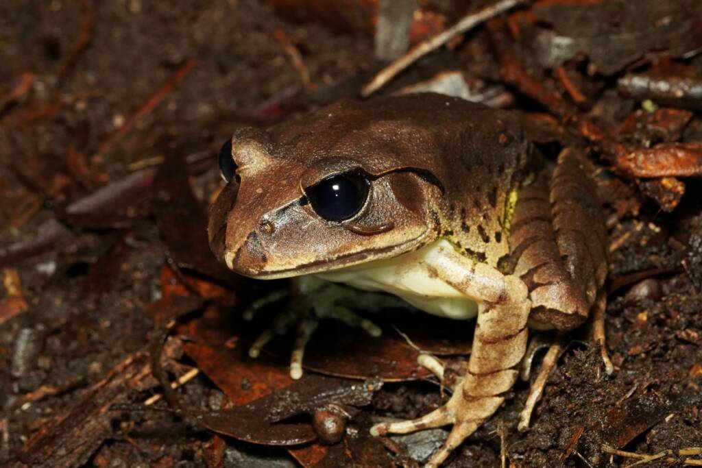 Great Barred Frog (Mixophyes fasciolatus), Springbrook QLD © Simon Begg