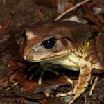 Great Barred Frog (Mixophyes fasciolatus), Springbrook QLD © Simon Begg