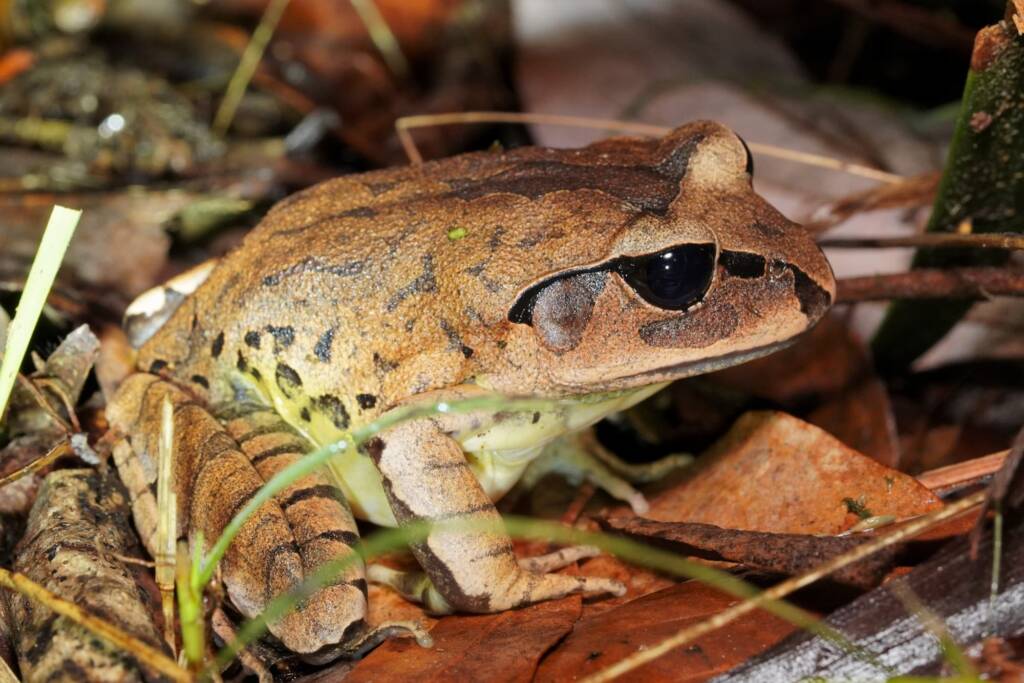 Great Barred Frog (Mixophyes fasciolatus), Springbrook QLD © Simon Begg