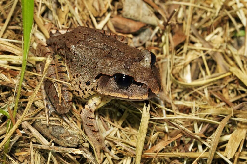 Great Barred Frog (Mixophyes fasciolatus), Springbrook QLD © Simon Begg