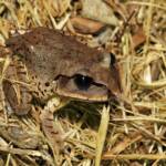 Great Barred Frog (Mixophyes fasciolatus), Springbrook QLD © Simon Begg