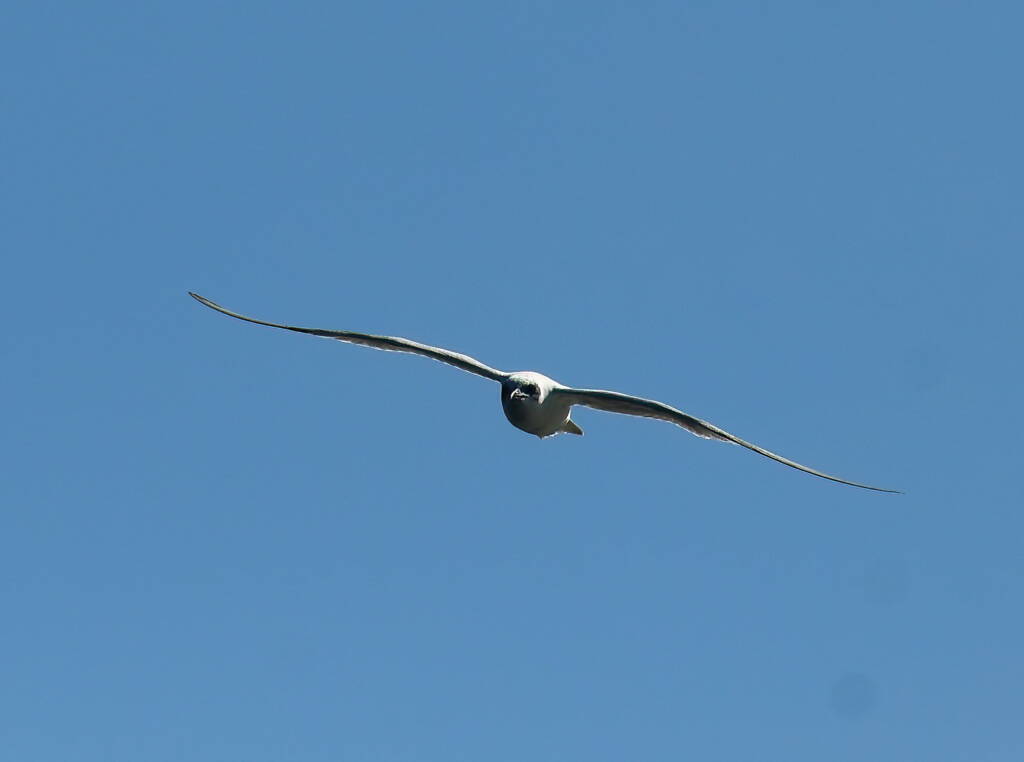 Gull-billed Tern (Gelochelidon nilotica), Alice Springs Sewage Ponds © Dorothy Latimer