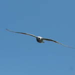Gull-billed Tern (Gelochelidon nilotica), Alice Springs Sewage Ponds © Dorothy Latimer