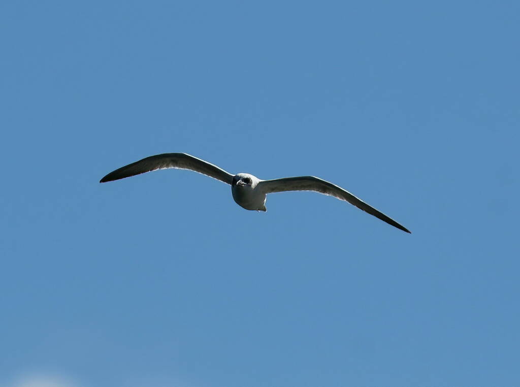 Gull-billed Tern (Gelochelidon nilotica), Alice Springs Sewage Ponds © Dorothy Latimer