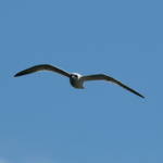 Gull-billed Tern (Gelochelidon nilotica), Alice Springs Sewage Ponds © Dorothy Latimer