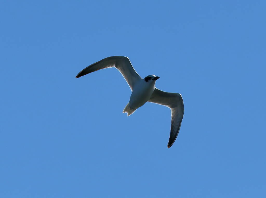 Gull-billed Tern (Gelochelidon nilotica), Alice Springs Sewage Ponds © Dorothy Latimer
