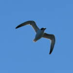Gull-billed Tern (Gelochelidon nilotica), Alice Springs Sewage Ponds © Dorothy Latimer