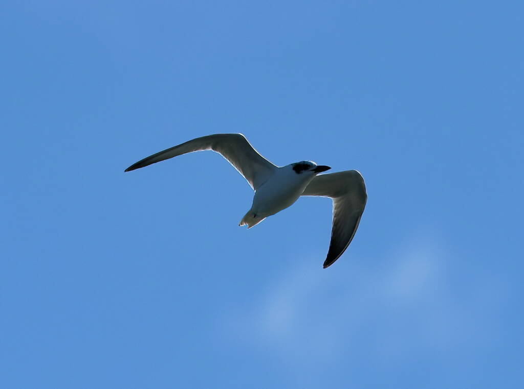 Gull-billed Tern (Gelochelidon nilotica), Alice Springs Sewage Ponds © Dorothy Latimer