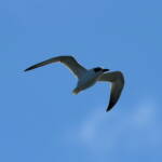 Gull-billed Tern (Gelochelidon nilotica), Alice Springs Sewage Ponds © Dorothy Latimer