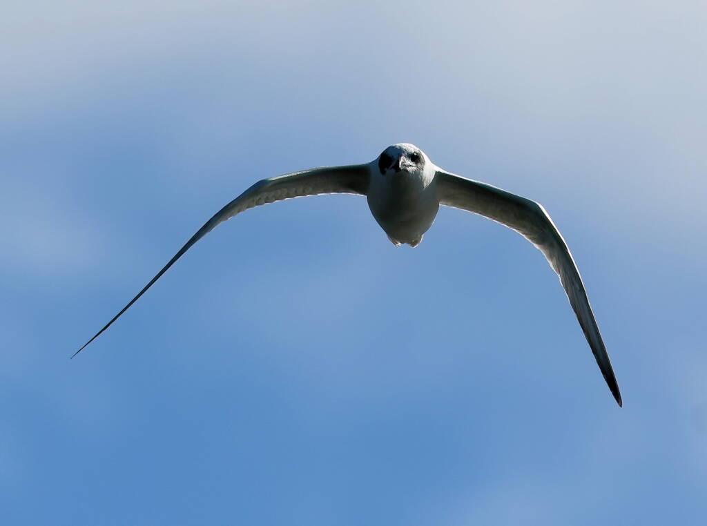 Gull-billed Tern (Gelochelidon nilotica), Alice Springs Sewage Ponds © Dorothy Latimer