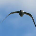 Gull-billed Tern (Gelochelidon nilotica), Alice Springs Sewage Ponds © Dorothy Latimer