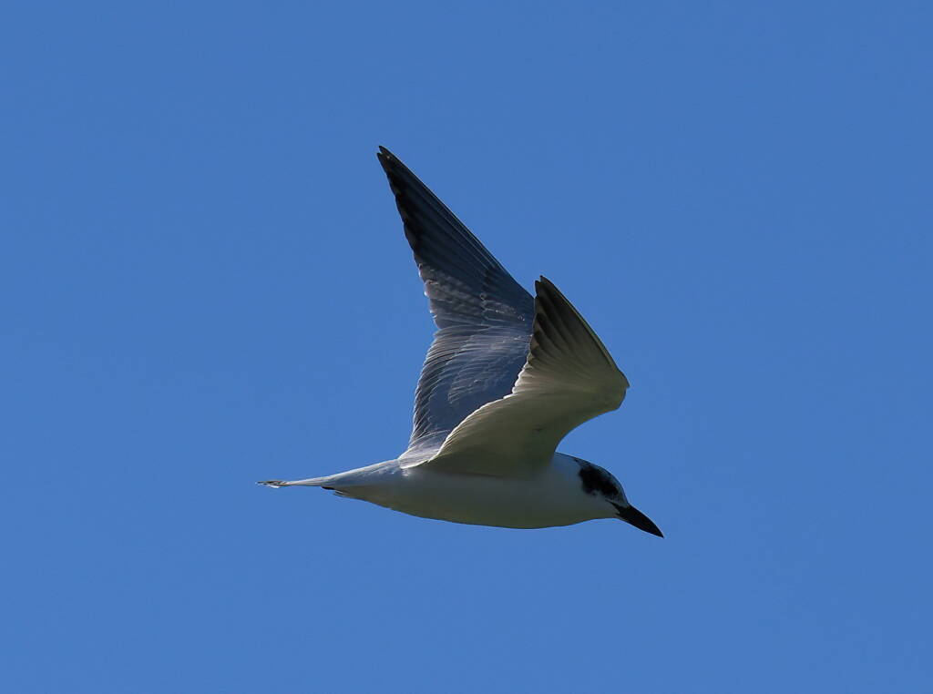 Gull-billed Tern (Gelochelidon nilotica), Alice Springs Sewage Ponds © Dorothy Latimer
