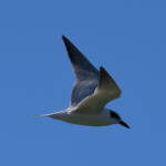 Gull-billed Tern (Gelochelidon nilotica), Alice Springs Sewage Ponds © Dorothy Latimer