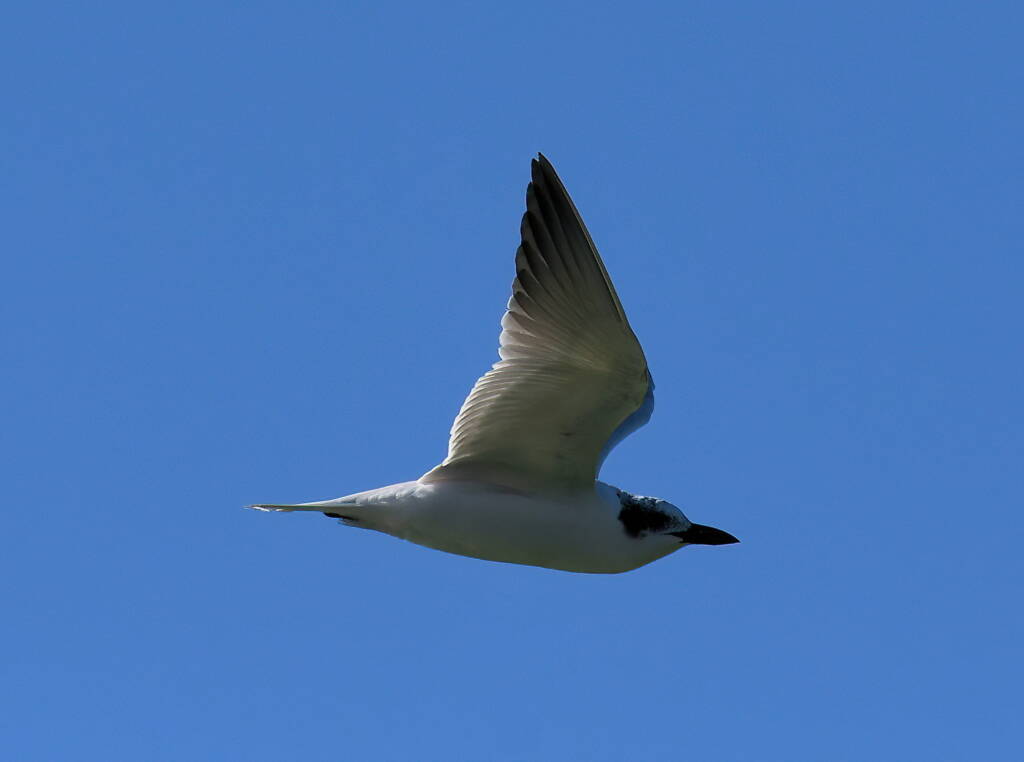 Gull-billed Tern (Gelochelidon nilotica), Alice Springs Sewage Ponds © Dorothy Latimer