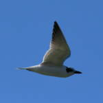 Gull-billed Tern (Gelochelidon nilotica), Alice Springs Sewage Ponds © Dorothy Latimer