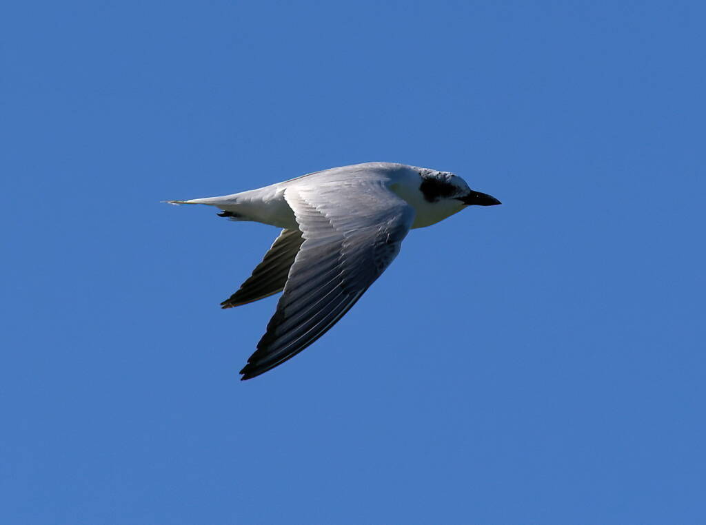 Gull-billed Tern (Gelochelidon nilotica), Alice Springs Sewage Ponds © Dorothy Latimer