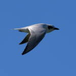 Gull-billed Tern (Gelochelidon nilotica), Alice Springs Sewage Ponds © Dorothy Latimer