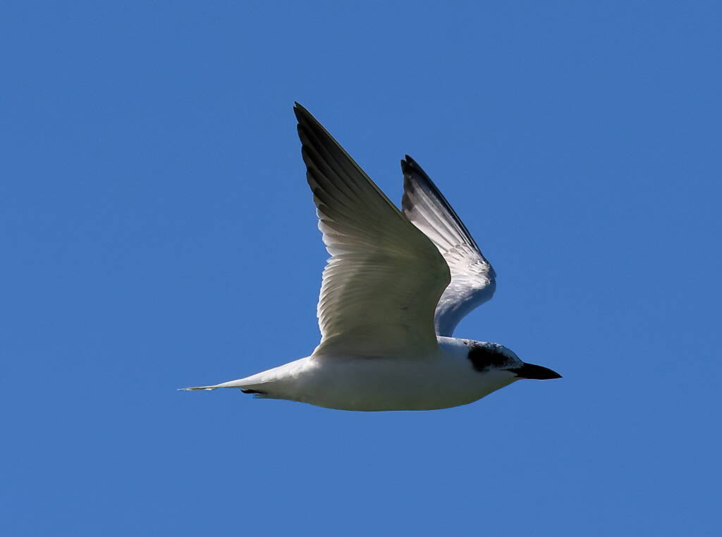 Gull-billed Tern (Gelochelidon nilotica), Alice Springs Sewage Ponds © Dorothy Latimer