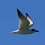Gull-billed Tern (Gelochelidon nilotica), Alice Springs Sewage Ponds © Dorothy Latimer