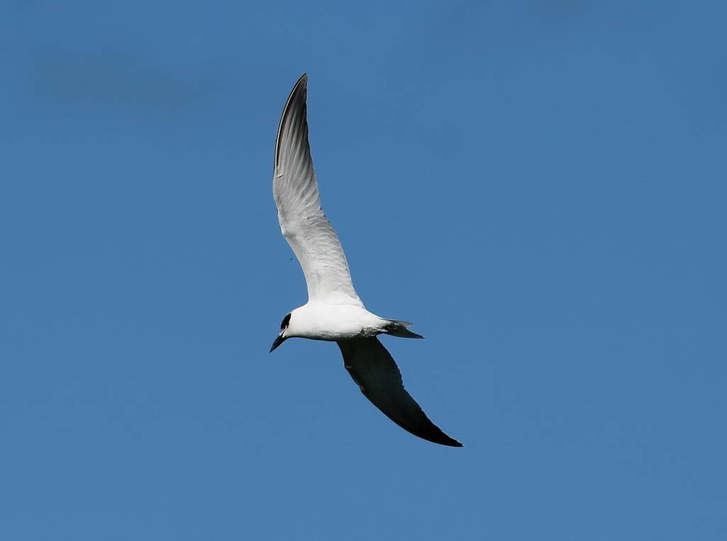 Gull-billed Tern (Gelochelidon nilotica), Alice Springs Sewage Ponds © Dorothy Latimer