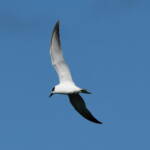 Gull-billed Tern (Gelochelidon nilotica), Alice Springs Sewage Ponds © Dorothy Latimer