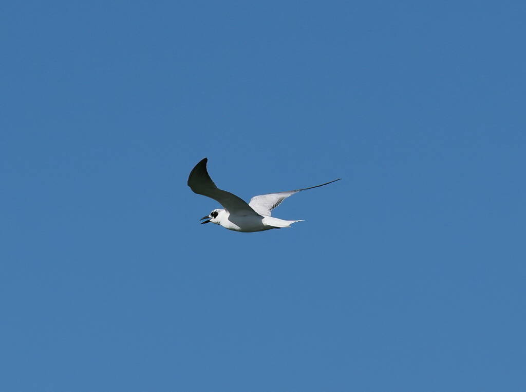 Gull-billed Tern (Gelochelidon nilotica), Alice Springs Sewage Ponds © Dorothy Latimer